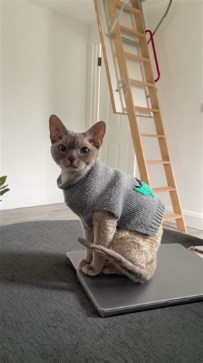 Devon Rex Cat: Cute and Funny Videos