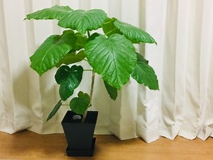植木鉢のサイズ・号数・選び方