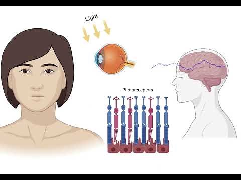 Role of RPE65 protein in "recharging" photoreceptors