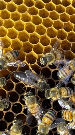 ទឹកឃ្មុំកសិករ ខេត្តកំពង់ចាម on Reels