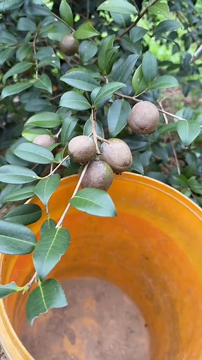 14K views · 22 reactions | Harvesting #harvesting #gardening #gardeningtips #fruits | Gardening & Landscape Ideas | Facebook