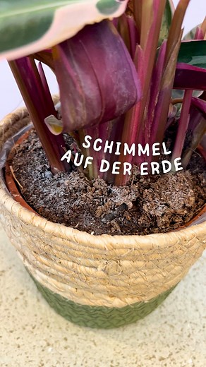 3.7K views · 72 reactions | Schimmel auf der Erde裂 Kein Grund zur...