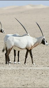 2.3K views · 21 reactions | Exo Wildlife on Reels | Facebook