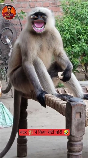 बंदर ने किया रोटी चोरी😂🤣 #Thetharjaanwar #shorts #comedy #funny #viralshots #Thetharpuns #monkey