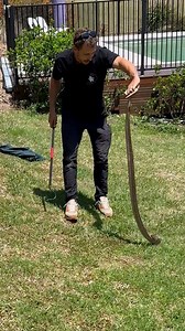 Brave snake catcher removes massive eastern brown snake from QLD home