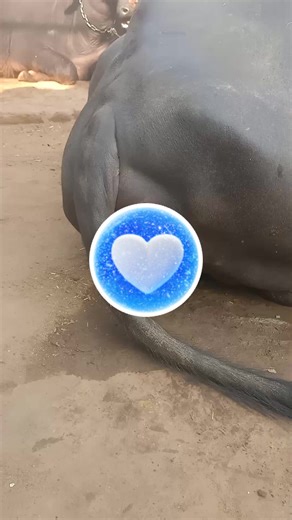 animal matting on Reels