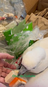 Unboxing my monthly toy subscription box from Birdie Box Bird Toys! #parrot #cockatoo #toys #playtime | Chris the Cockatoo