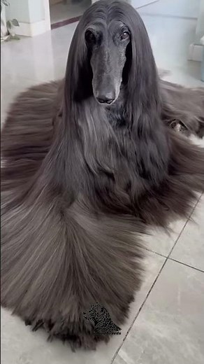 Afghan Hound – The Elegant Sighthound 🐕✨