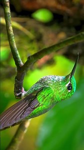 Nature’s hidden gems in 4K 💎🌿 #nature #explore #shorts