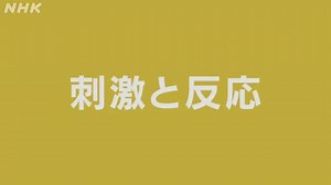 刺激と反応 | アクティブ１０　理科 | NHK for School