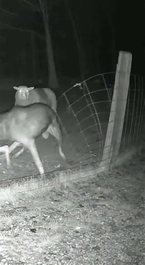 Dog saved a sheep from a chupacabra #chupacabra #dog