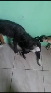 Caso Externo FRIDA FUE RESCATADA PREÑADAx una persona de noble...