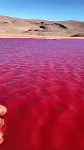 SE PINTA DE ROJO EL RIO NILO El Río Nilo rojo causa pánico por su presagio bíblico. Las redes sociales se movieron desde este lunes luego que se difundieran videos de cómo amaneció el río Nilo rojo en #Egipto. | Pulso Político Morelos