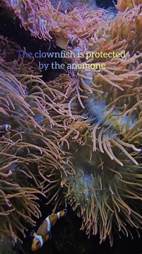 Why Do Clownfish Live With Sea Anemones? 🐠🌊