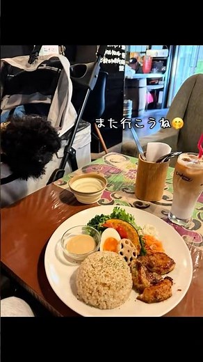 なおたまさんぽfeat.るぴ #高円寺グルメ#高円寺カフェ#子犬のいる生活#愛犬とお出かけ#犬の散歩#カフェ巡り#東京カフェ#カフェランチ#パピー#いぬすたぐらむ#toypoodle#doglife