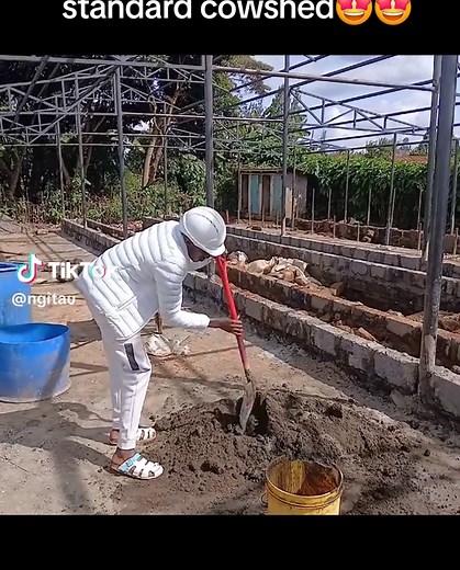 How to Build a Cow Shed for Dairy Farming