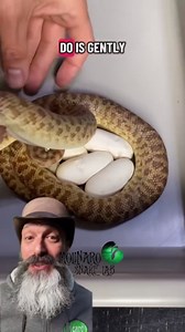 Hatching Childrens Pythons! Complete Hatching Journey!
