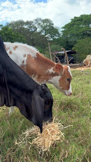 Valentina prueba la TUSA por primera vez | Epi 181 | valentina