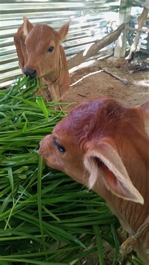 say hi to baby cow 🐄#shorts #cute 🌹