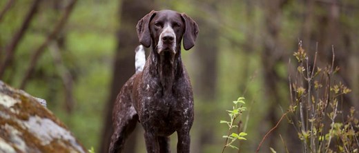 The 9 Most Popular Large, Hypoallergenic Dog Breeds