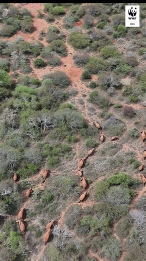 WWF_Kenya on Instagram: "Kenya’s elephants are making a comeback. The 2025 Kenya National Wildlife Census shows real progress: elephant numbers have risen to over 42,000, up from around 36,000 in 2021, proof that protection efforts are working. But the challenge is growing. Many elephants now live outside protected areas, where habitat loss and human-wildlife conflict put both people and wildlife at risk. At WWF-Kenya, we are working in landscapes like Mara Siana to secure wildlife corridors, st