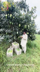 5 essential stages for fruiting #mangofarming #mangovarieties #mangoorchard #Mangophenology