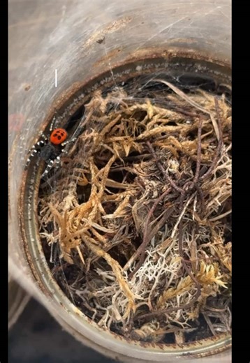 The ladybird spiders came out of hibernation today in the warmth of the sun, always an exciting time. It’s only the male that has the beautiful red colour, in his final moult. The females are a spectacular velvet black 🕷️ We’ve been working on the conservation project to save the ladybird spiders came for over 20 years! Your purchases allow us to continue with this work - thank you 🙏 #naturelovers #wildlifeartist #ladybirdspider #fornaturelover #naturetiktok #spidersoftiktok