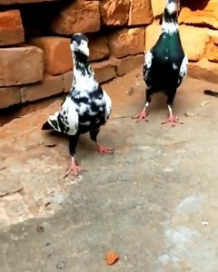 85K views · 853 shares | Pakistani Pigeon Worldwide Association on Reels | Facebook