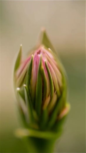 “The Most Satisfying Flower Bloom You’ll See Today 🌸✨ #Shorts”
