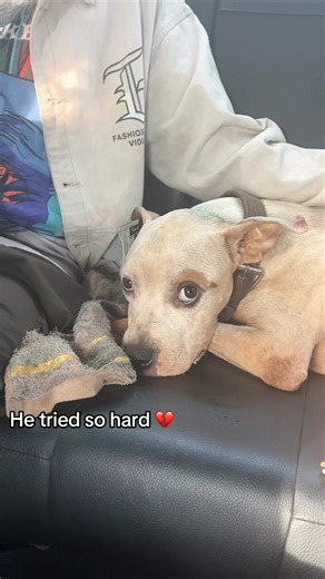 Dealing with the Loss of a Beloved Pet