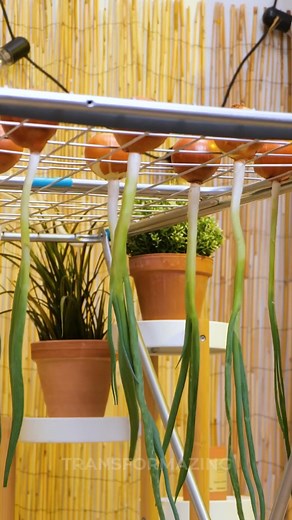 These plants hacks will amaze you | Transformazing