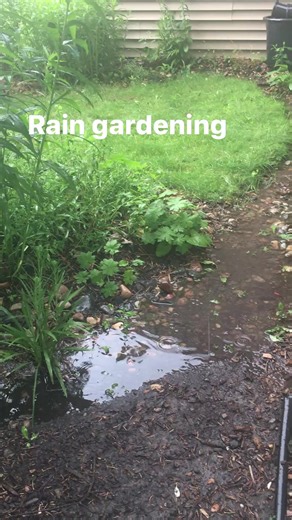 Rain gardening in Minnesota using native plants that attract pollinators 💚🐝🦋🌧 | Garden Naturally Group