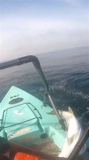 Grouper Fishing in Mag Bay, Baja California Sur — DTX Minnow 140 in Action!