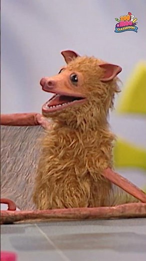 What do fruit bats do in a day? ‪@ZooMoo‬ #kidsfun #kidsvideo