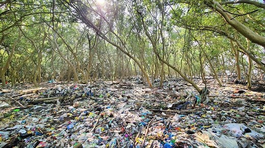 Plastic waste chokes last mangrove forests in Philippines’ Manila Bay