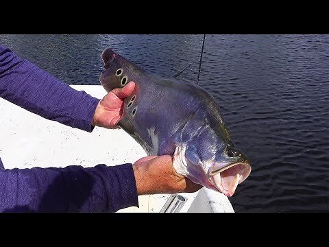 CLOWN Knife Fish {catch clean cook} Absolutely Epic Day of fishing!!!