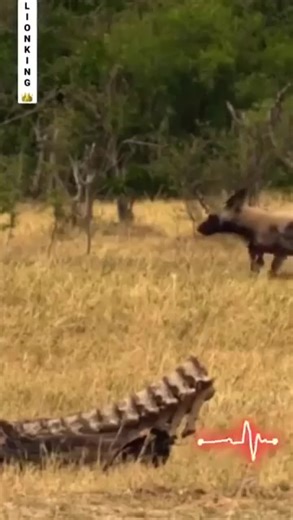 Gluttony caught off guard, leopard cubs almost became the meal of African wild dogs. | Boot