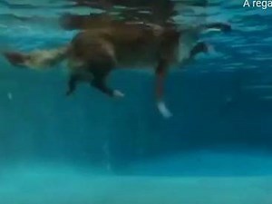 La nage du petit chien en images (vidéo)