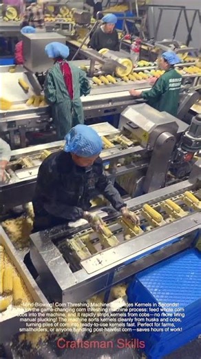 Mind-Blowing! Corn Threshing Machine Separates Kernels in Seconds!