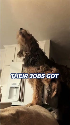 The dog on the brink of EXTINCTION!