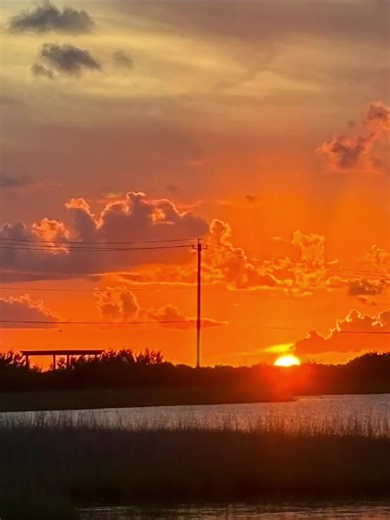 Understanding Dog Behavior Through Training Techniques