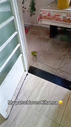 1.3M views · 36K reactions | Parrot Singer #amazonparrotlover | Mc Kelly Ang | Facebook