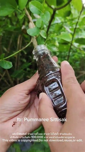 At this time, it's also good. Everyone#top #treding #tree #tips #gardening #shortvideo #vairalvideo