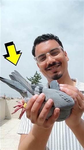 A female homing pigeon with high specifications #حمام_زاجل #pigeon