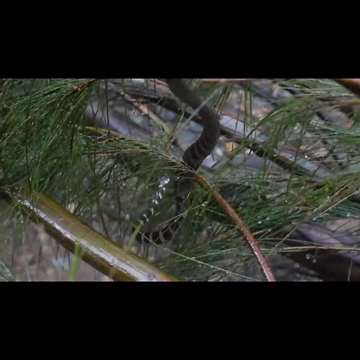 Surviving 24 hours on SNAKE ISLAND Challenge (Uninhabited_Primitive_Fishing) (P5)