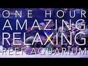 4K - 1 HOUR - REEF AQUARIUM - PERFECT CALMING RELAXATION - Meditation and Sleep Music
