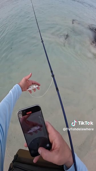 Catch of the Day: My Best Lane Snapper Adventure