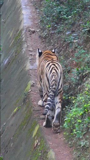 Footsteps of the Tiger: The Hidden Power of Its Walk