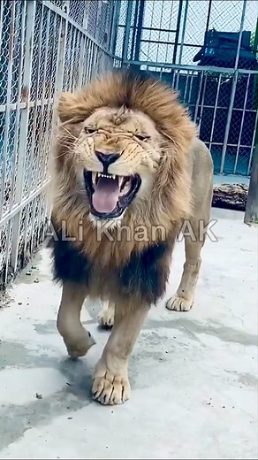 Lion Laughing Compilation - TikTok Animal Funny Videos