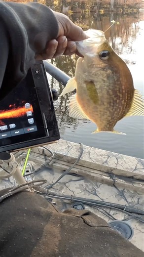 18K views · 190 reactions | Crappie fishing during deer season! Using a 1/16 black and chartreuse jig with a 15ft pole fishing it about 10 ft deep #acccrappiestix #arkansas #love #zen #garmin #livescope | Crappie Slanger | Facebook